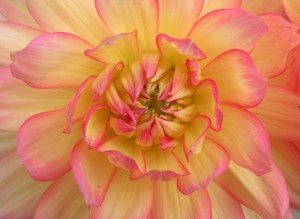 dahlia-sologne-2010-copyright-yseult-carre-